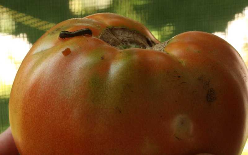 tomato plant Controlling tomato fruitworm
